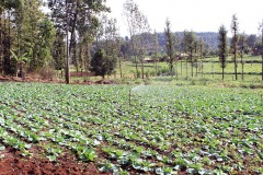 cabbage-farm-1