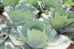 cabbage-farm